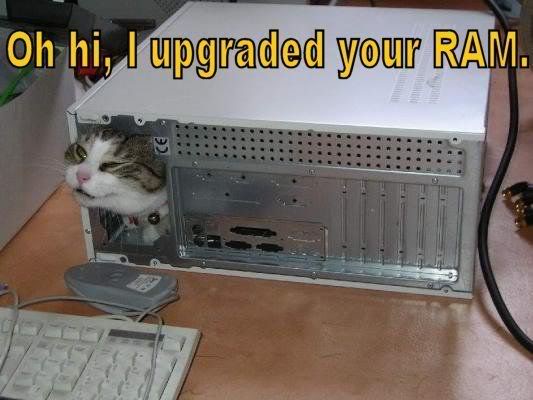 lolcats-3.jpg lolcats-3.jpg